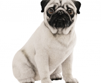 Modern Animal Dog-ID:150405886