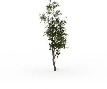 Modern Tree-ID:174949227