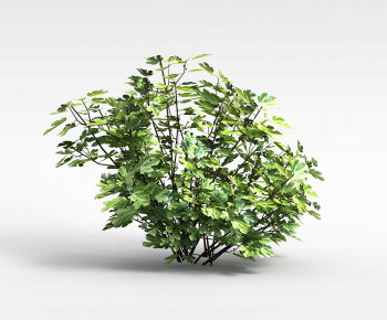 Modern Shrubbery-ID:989079009