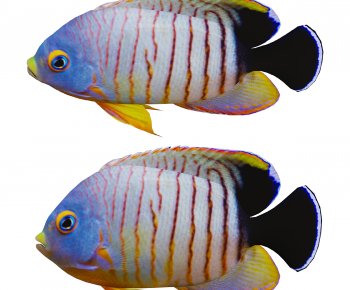 Modern Aquatic Animals-ID:920949065