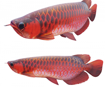 Modern Aquatic Animals-ID:143095024