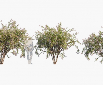 Modern Tree-ID:597975024