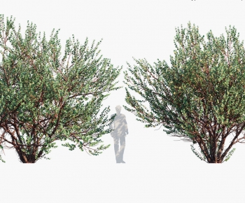 Modern Tree-ID:341227059