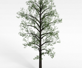 Modern Tree-ID:468646055