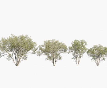 Modern Tree-ID:433435928