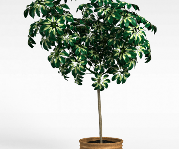 Modern Ground Green Plant Potted Plants-ID:975182064