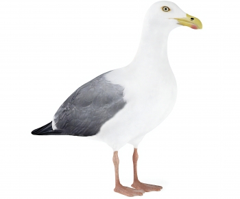 Modern Flying Animals-ID:443451882