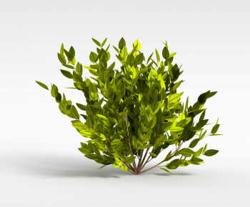 Modern Plant-ID:559499036