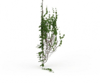 Modern Vine-ID:115753893