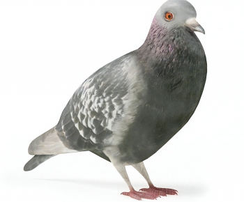 Modern Flying Animals-ID:332811125