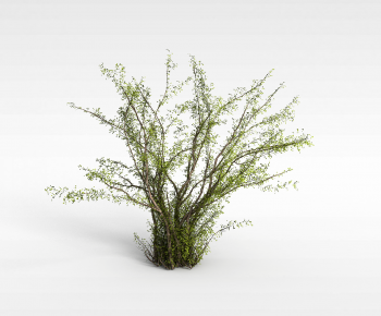 Modern Shrubbery-ID:130678892