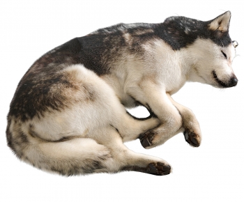 Modern Animal Dog-ID:920283089