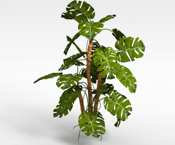 Modern Plant-ID:894762991