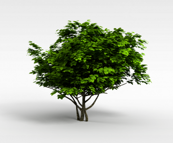 Modern Tree-ID:933881047