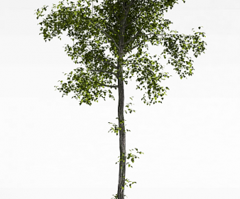 Modern Tree-ID:355201963