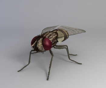 Modern Flying Animals-ID:163053042