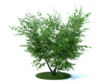 Modern Tree-ID:418262962