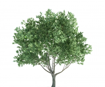 Modern Tree-ID:184206014