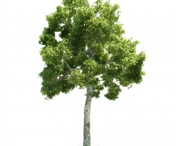 Modern Tree-ID:281236892