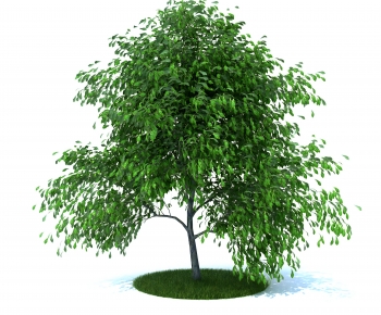 Modern Tree-ID:632307051