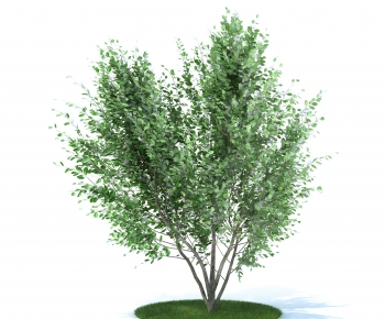 Modern Tree-ID:581040425