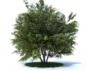 Modern Tree-ID:875061049