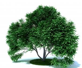 Modern Tree-ID:472579004