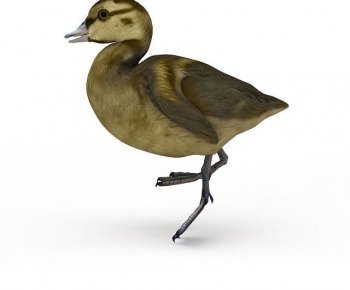 Modern Flying Animals-ID:512989047