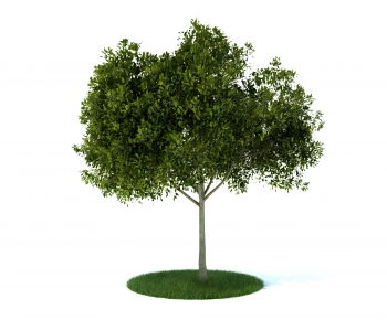 Modern Tree-ID:385365964