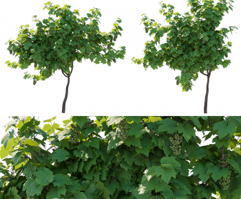 Modern Tree-ID:267071013