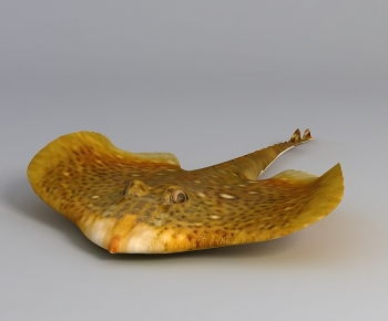 Modern Aquatic Animals-ID:875885019