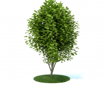 Modern Tree-ID:172899013