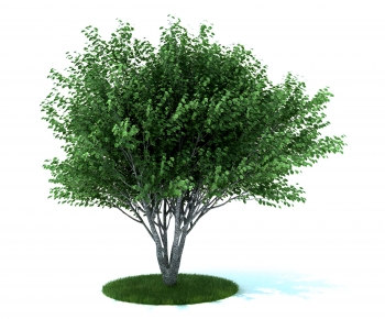 Modern Tree-ID:806025036
