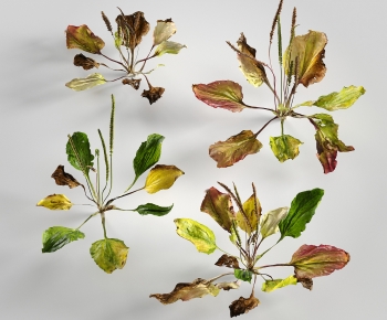 Modern Plant-ID:968120109