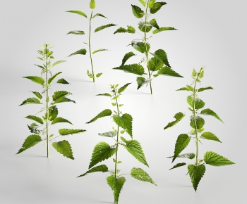 Modern Plant-ID:733199152