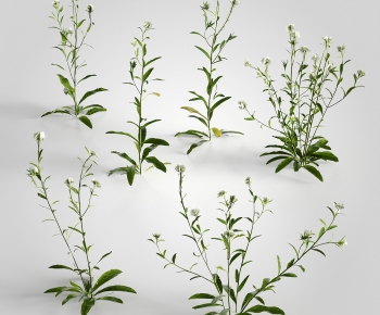 Modern Plant-ID:221226934