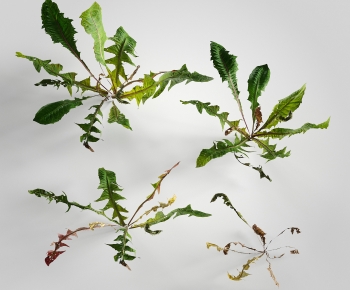 Modern Plant-ID:104574921