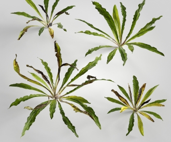 Modern Plant-ID:558566098