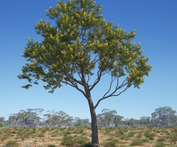 Modern Tree-ID:537000894