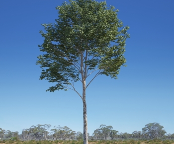 Modern Tree-ID:659970055