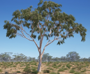 Modern Tree-ID:308909414