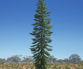 Modern Tree-ID:993721017