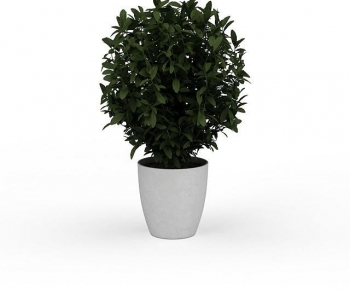 Modern Potted Green Plant-ID:462260247