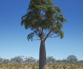 Modern Tree-ID:363389973