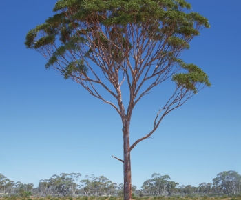 Modern Tree-ID:996510039