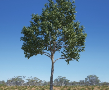 Modern Tree-ID:350760949