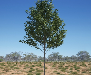 Modern Tree-ID:434937957