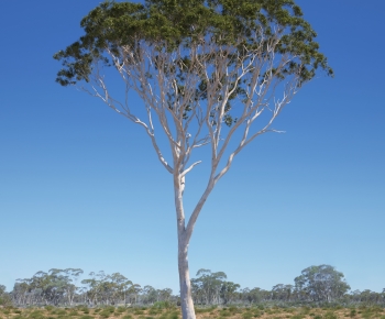 Modern Tree-ID:396012075