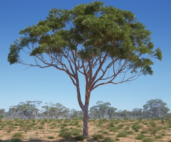 Modern Tree-ID:406482936