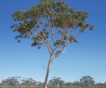 Modern Tree-ID:476193908